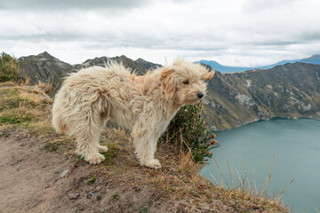 Cute dog watching a beautiful crater lake from the top, Quilotao of Ecuador