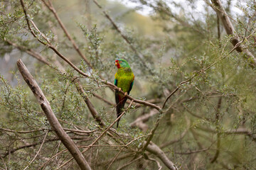 An Australian critically endangered migratory swift parrot (Lathamus discolor) facing extinction...