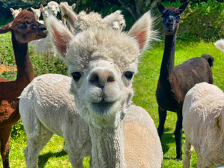 Obraz premium Alpaca's on a farm in Cornwall