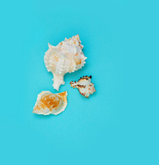 Seashells on a blue background. Background image for inserting text about a seaside vacation or tanning cosmetics.