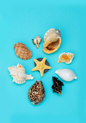 Group of sea shells and a starfish on a blue background. Place for text about vacation at sea.