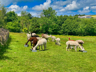 Fototapeta na wymiar Alpaca's on a farm in Cornwall
