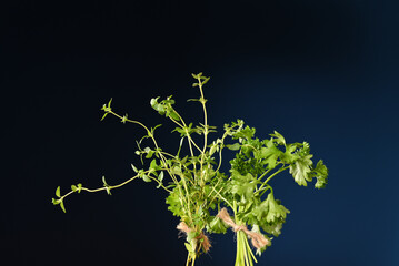 Bunch of parsley and bunch of thyme on a dark background.