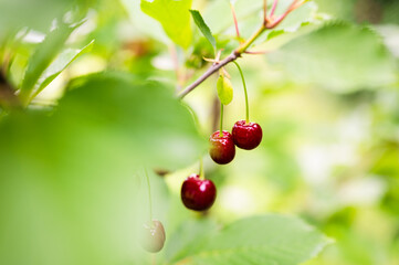 Red ripe cherries hanging from cherry tree branch on overcast day