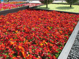 春の花壇に美しく咲き誇る、赤が鮮やかなパンジー（デルタ　ピュアレッド）