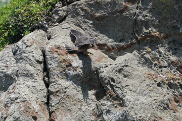 peregrine falcon in a cliff