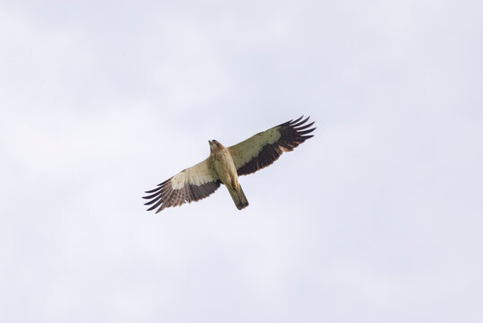Flying booted eagle (Hieraaetus pennatus) of the white morph