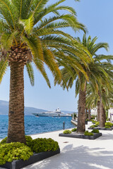 Fototapeta na wymiar Vibrant palm trees against the background of the sea and yacht in the promenade of Porto Montenegro