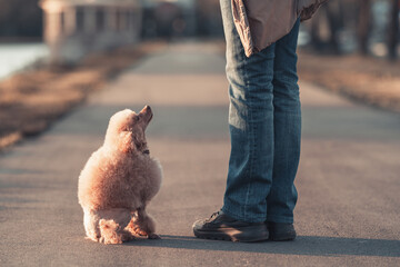 a beautiful miniature toy poodle dog sits at the feet of its owner and looks at her, walking at sunset