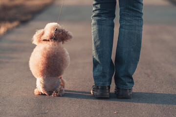 a beautiful miniature toy poodle dog sits at the feet of its owner, a walk at sunset, a view from the back