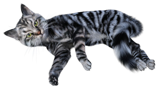 Silver tabby siberian cat rests laying on its side and watching. 3d render isolated on white