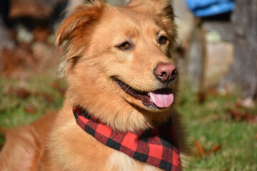 Duck Tolling Retriever Dog Wearing a Bandana