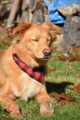 Little Red Duck Dog with His Eyes Closed Outside