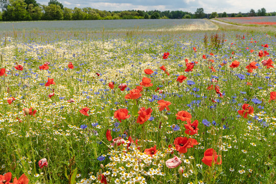 Mohnblumen