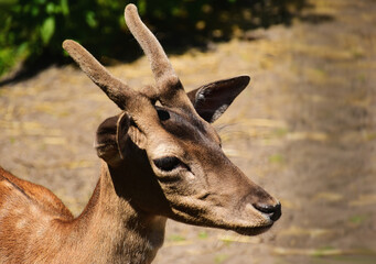 Young deer portrait in closeup view. small antlers with skin cover. spring season. fine details....