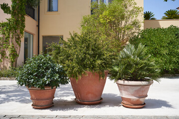 Fototapeta na wymiar Bushes in a clay pots for landscaping garden