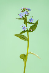 Blue forget-me-not flowers isolated on green background.