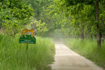 wild bengal tiger painted on signboard near track or road in forest to display or showing to aware...