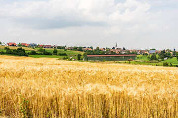Fototapeta na wymiar Schönes Kornfeld in sanften Hügeln