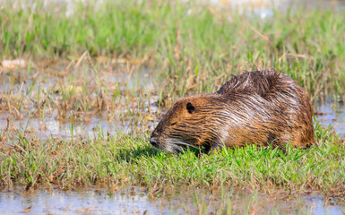 眠たいヌートリア