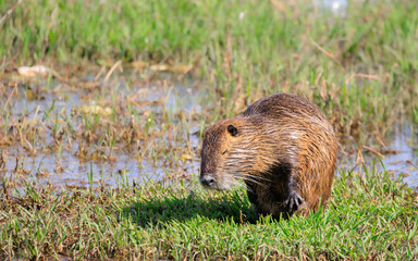 眠たいヌートリア