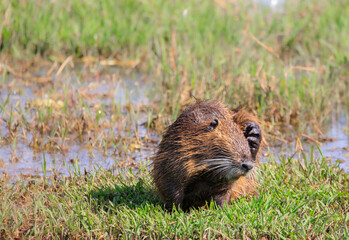 痒い所に足が届くヌートリア