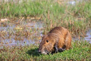 眠たいヌートリア
