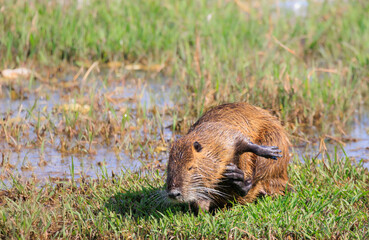 もぞもぞするヌートリア