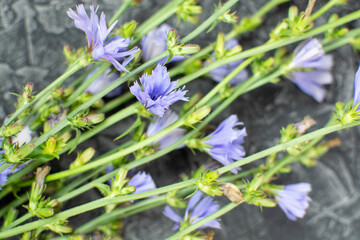 Chicory grass with blue flowers on a black (dark) background close-up.