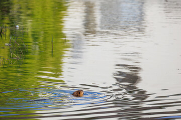 泳ぐヌートリア