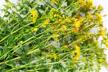 Medicinal herb St. John's wort for making a decoction (infusion, tea) close-up on a white background. Flowers and leaves.