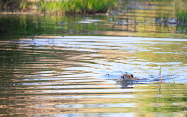 泳ぐヌートリア