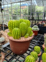 Cactus grow in plastic pot