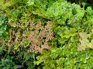 Leaves of Maidenhair Fern, Green Backgroung