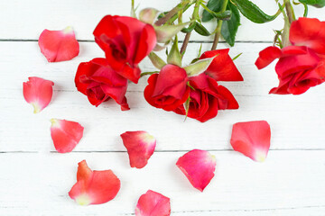A bush of a bright red rose on a white wooden background. Holiday concept, beauty business, freelance, postcard. Birthday, Valentine's day, love.
