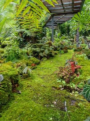 Green Background of moss in tropical garden