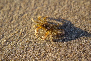 cangrejo bebe en la playa