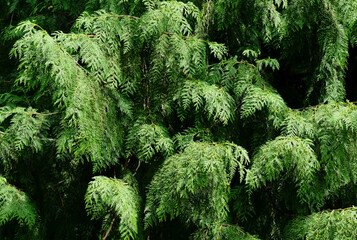 dense lush green Cupressaceae evergreen branches in closeup view. botany and gardening concept. conifer bush. small deep green leaves. background image. 