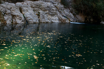 Lago con hojas en el agua