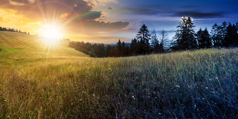 day and night time change concept of carpathians. coniferous forest on the grassy hill. landscape...