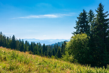 countryside summer landscape in mountains. beautiful nature scenery with forested hills and grassy hills. green outdoor environment beneath a blue sky at high noon