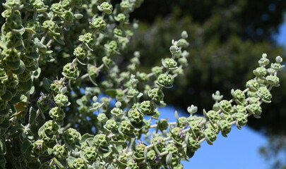 flore sauvage...corse