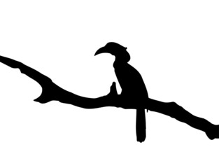 The Best Hornbill Silhouette Illustration Vector Image For Design About Hornbill