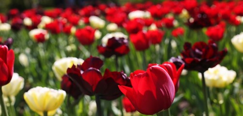 Lots of red and white tulips in the park