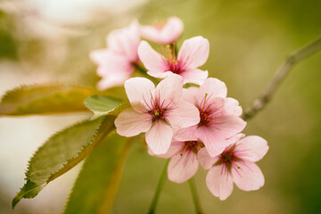 beautiful spring blooming background close-up