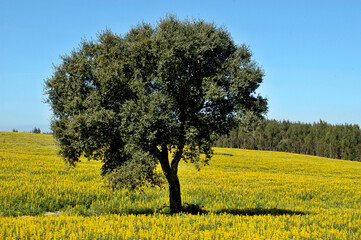 Typical colorful landscape in the Alentejo region  - Portugal