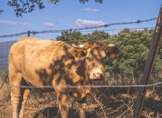 Red cow behind a fence