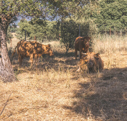 A group of red cows