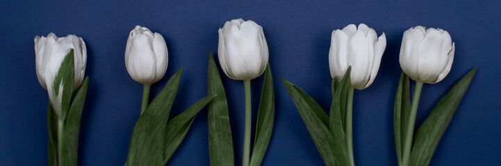 Five white tulips on a blue background, like a mother's day card, Valentine's Day or birthday card.