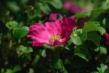 Ramanas rose ( Japanese rose ) flowers blooming in Hachinohe in early summer